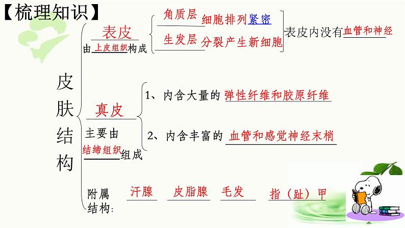 济南版生物七年级下册 第三单元 第四章 第二节 汗液的形成和排出 课件08