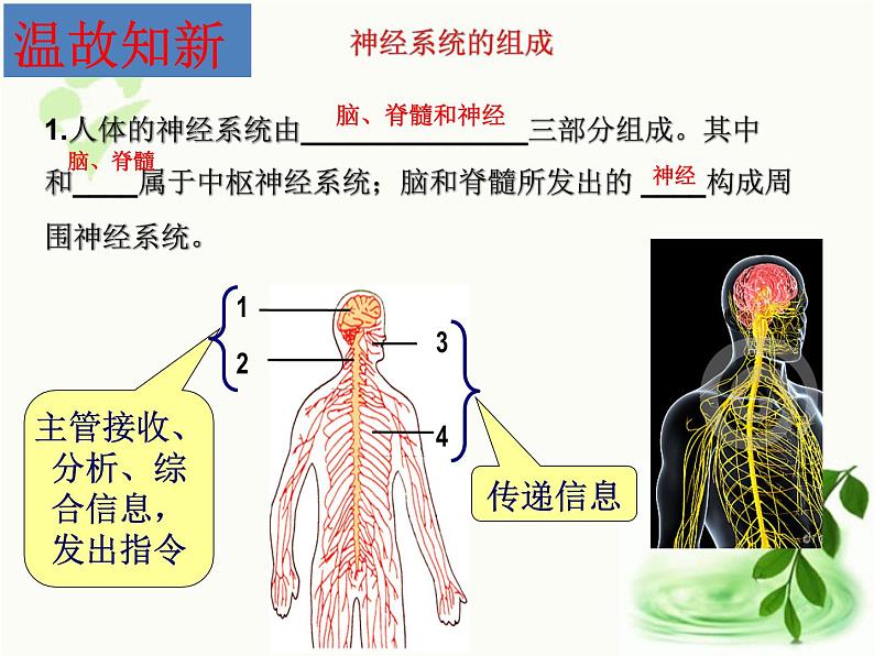 济南版生物七年级下册 第三单元 第五章 第二节 神经调节的结构基础 课件第5页