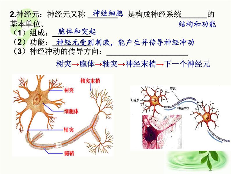 济南版生物七年级下册 第三单元 第五章 第二节 神经调节的结构基础 课件第6页