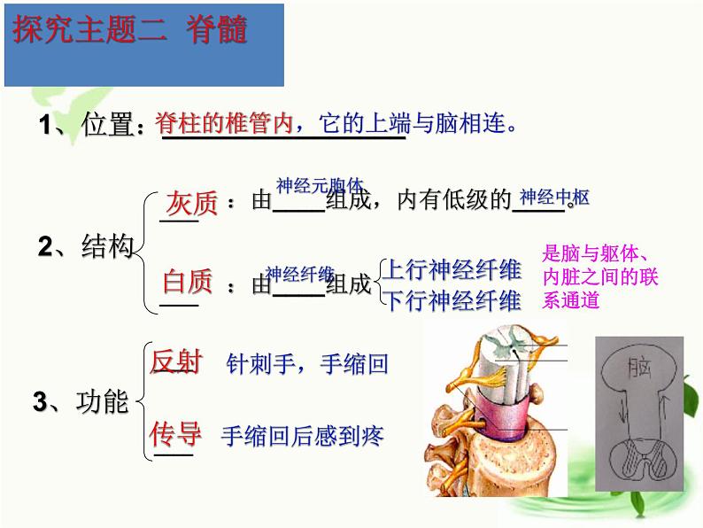 济南版生物七年级下册 第三单元 第五章 第二节 神经调节的结构基础 课件第8页