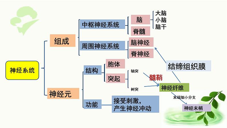 济南版生物七年级下册 第三单元 第五章 第三节 神经调节的基本方式 课件01