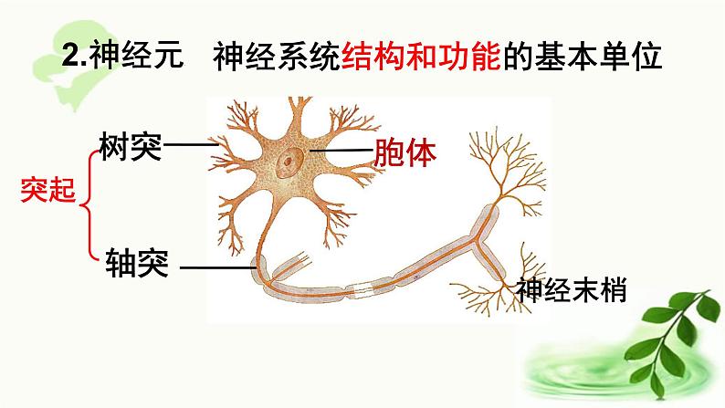 济南版生物七年级下册 第三单元 第五章 第三节 神经调节的基本方式 课件03