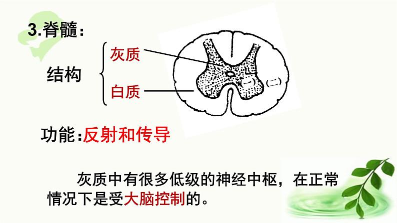 济南版生物七年级下册 第三单元 第五章 第三节 神经调节的基本方式 课件04