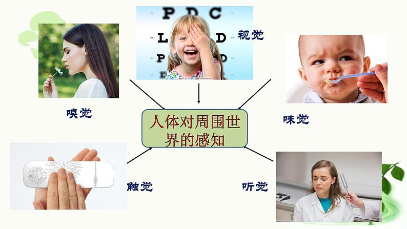 济南版生物七年级下册 第三单元 第五章 第四节 人体对周围世界的感知 课件第4页