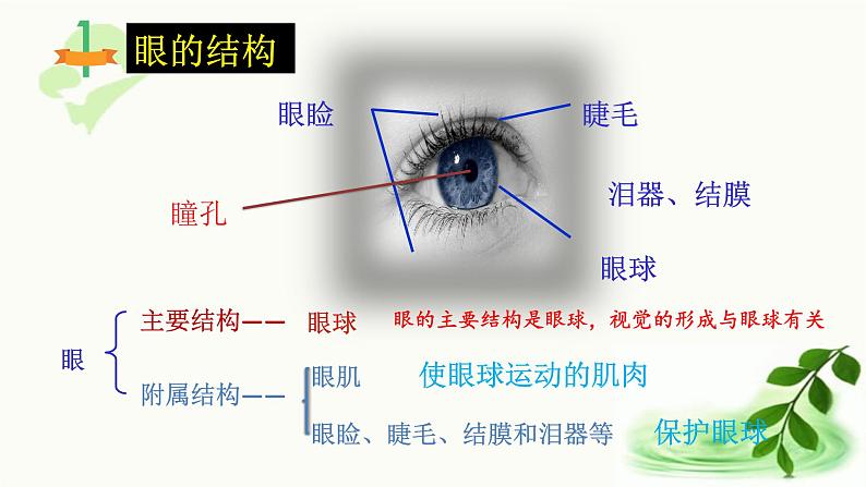 济南版生物七年级下册 第三单元 第五章 第四节 人体对周围世界的感知 课件第6页