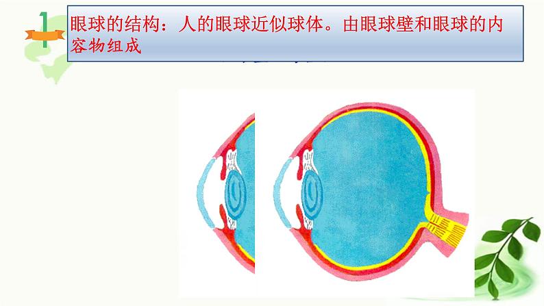 济南版生物七年级下册 第三单元 第五章 第四节 人体对周围世界的感知 课件第8页