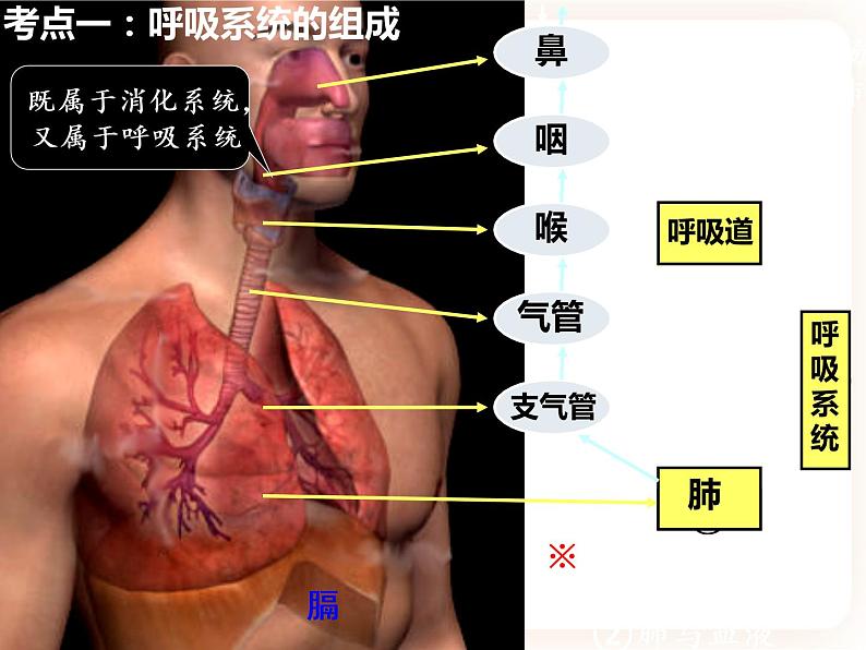 【中考一轮复习】新课标中考生物人教版课件：专题11《人体的呼吸》03