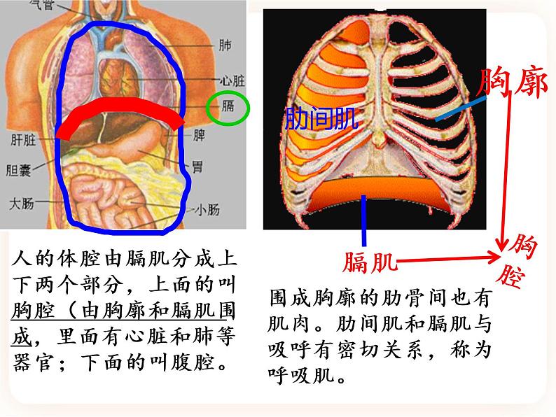 【中考一轮复习】新课标中考生物人教版课件：专题11《人体的呼吸》04