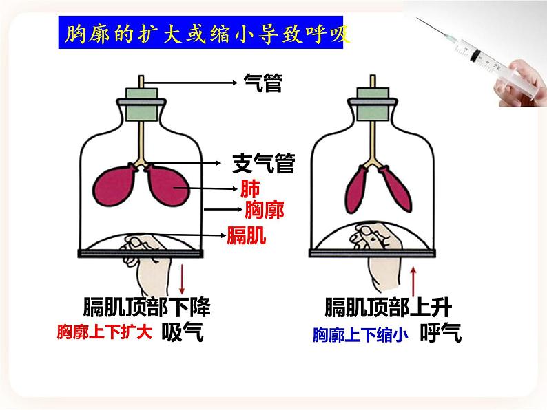 【中考一轮复习】新课标中考生物人教版课件：专题11《人体的呼吸》06