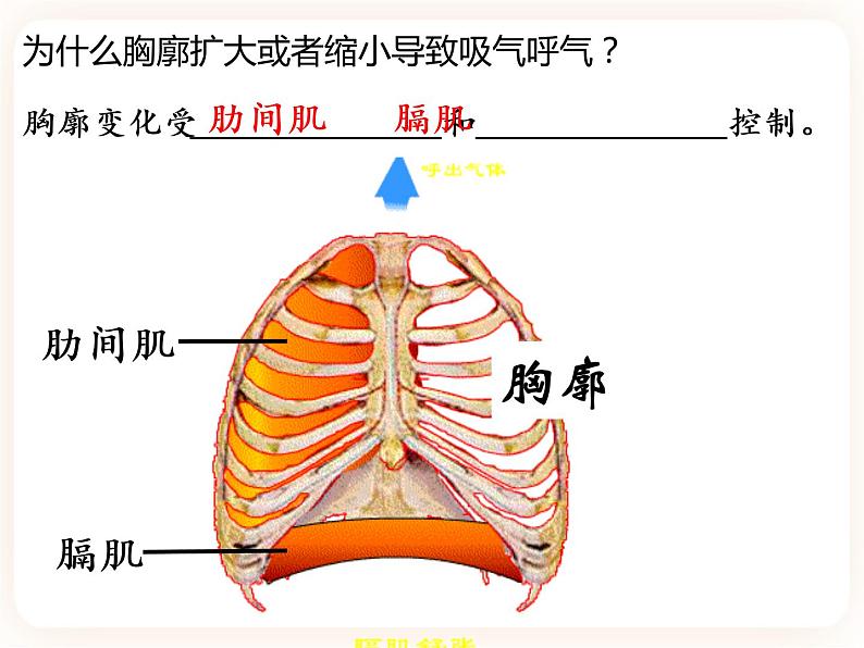 【中考一轮复习】新课标中考生物人教版课件：专题11《人体的呼吸》07