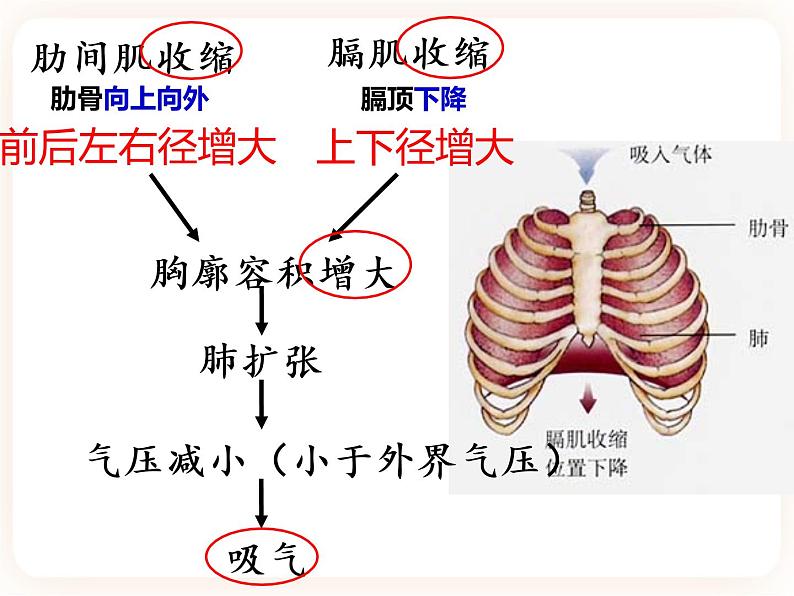 【中考一轮复习】新课标中考生物人教版课件：专题11《人体的呼吸》08