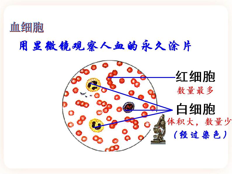 【中考一轮复习】新课标中考生物人教版课件：专题12《人体内物质的运输》05