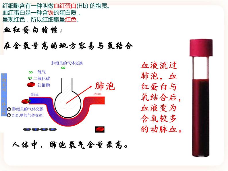 【中考一轮复习】新课标中考生物人教版课件：专题12《人体内物质的运输》06