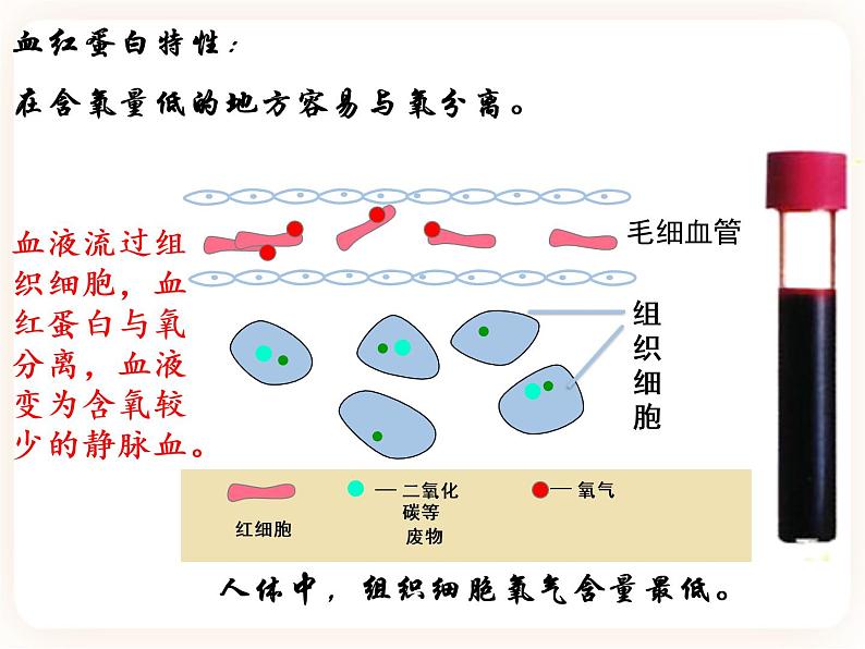 【中考一轮复习】新课标中考生物人教版课件：专题12《人体内物质的运输》07