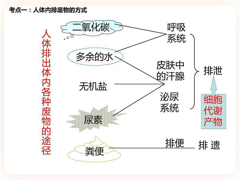 【中考一轮复习】新课标中考生物人教版课件：专题13《人体内废物的排出》03