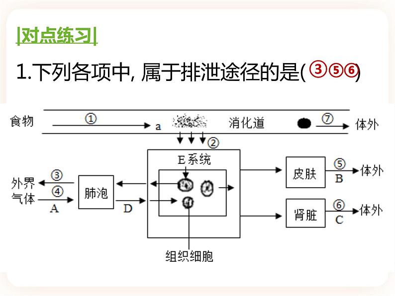 【中考一轮复习】新课标中考生物人教版课件：专题13《人体内废物的排出》04