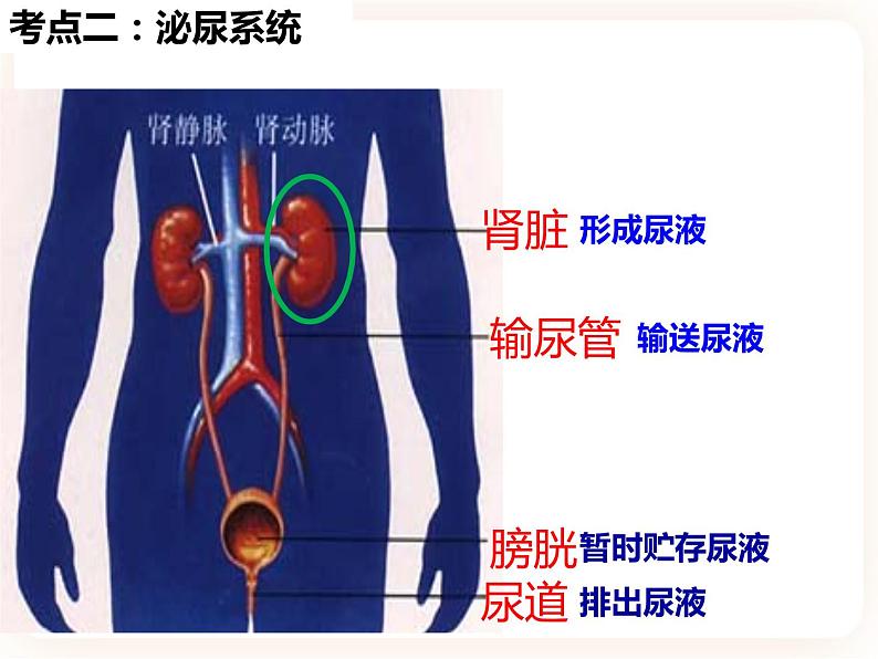 【中考一轮复习】新课标中考生物人教版课件：专题13《人体内废物的排出》05