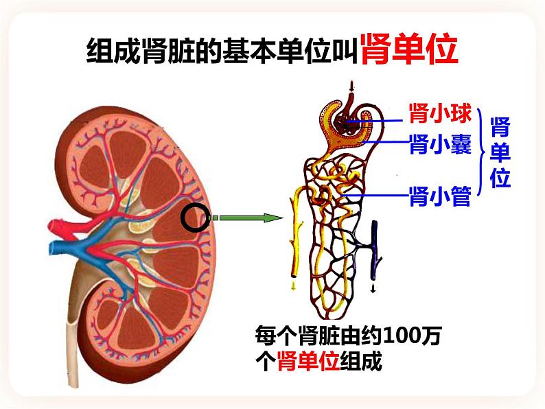 【中考一轮复习】新课标中考生物人教版课件：专题13《人体内废物的排出》07