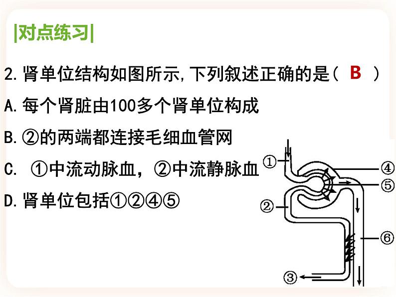 【中考一轮复习】新课标中考生物人教版课件：专题13《人体内废物的排出》08