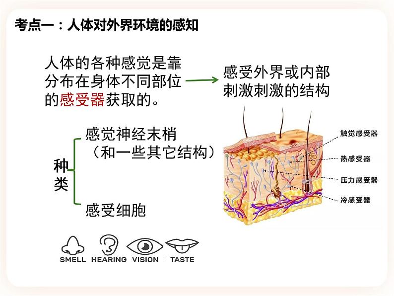 【中考一轮复习】新课标中考生物人教版课件：专题14《人体生命活动的调节》03