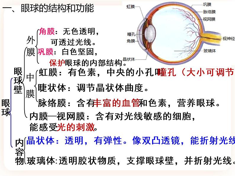 【中考一轮复习】新课标中考生物人教版课件：专题14《人体生命活动的调节》04