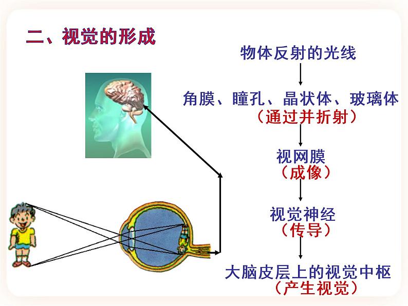 【中考一轮复习】新课标中考生物人教版课件：专题14《人体生命活动的调节》05