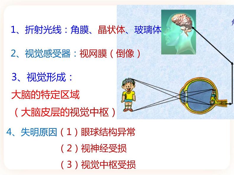 【中考一轮复习】新课标中考生物人教版课件：专题14《人体生命活动的调节》06