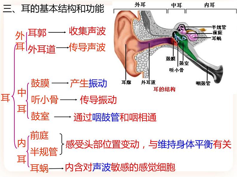 【中考一轮复习】新课标中考生物人教版课件：专题14《人体生命活动的调节》08