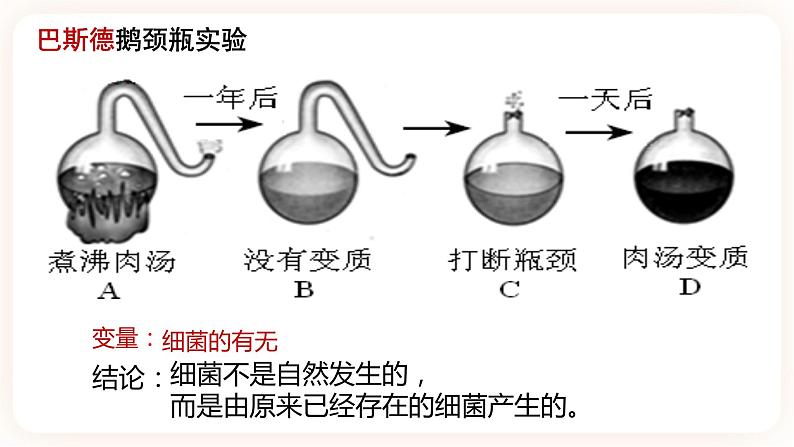 【中考一轮复习】新课标中考生物人教版课件：专题15《微生物》第8页