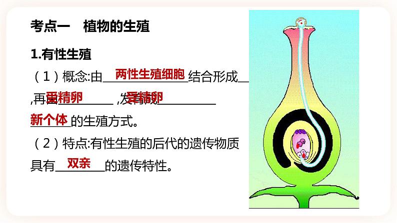 【中考一轮复习】新课标中考生物人教版课件：专题16《生物的生殖和发育》02