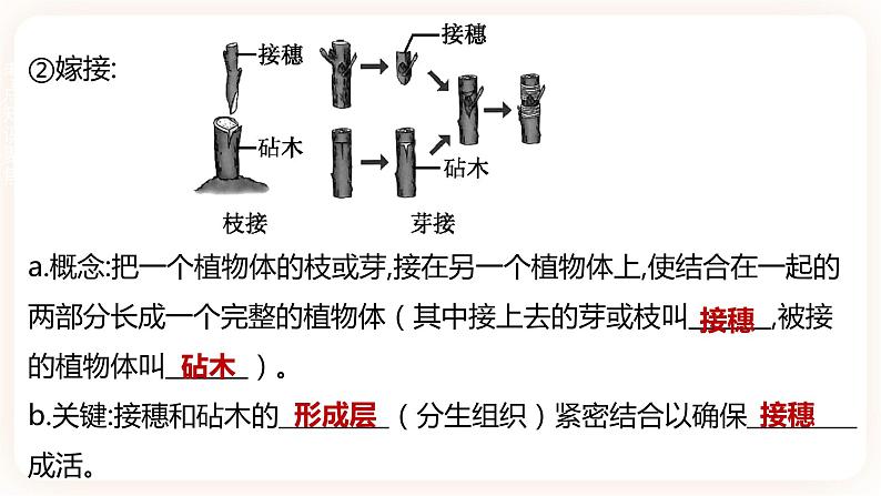 【中考一轮复习】新课标中考生物人教版课件：专题16《生物的生殖和发育》05