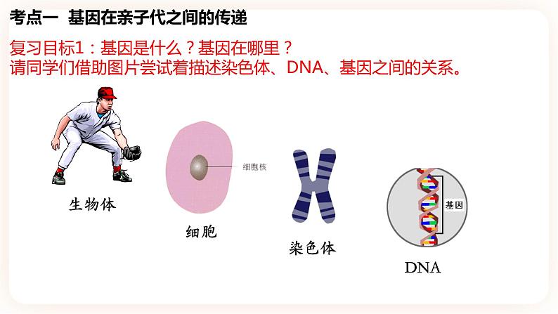 【中考一轮复习】新课标中考生物人教版课件：专题17《生物的遗传和变异》03