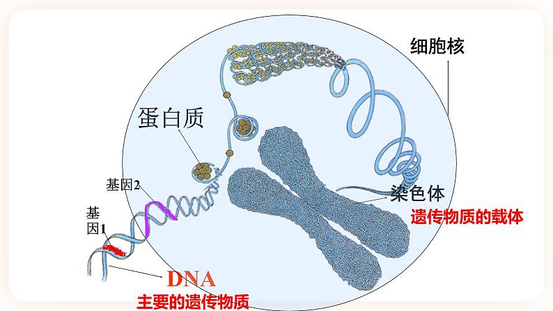 【中考一轮复习】新课标中考生物人教版课件：专题17《生物的遗传和变异》04