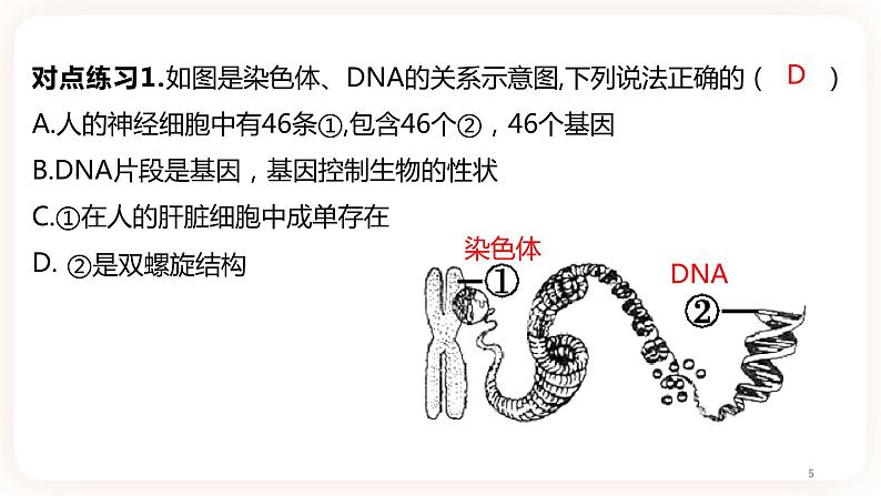 【中考一轮复习】新课标中考生物人教版课件：专题17《生物的遗传和变异》05