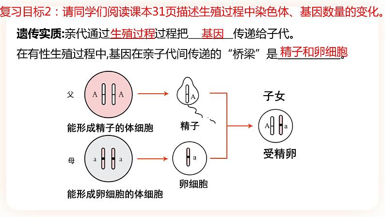 【中考一轮复习】新课标中考生物人教版课件：专题17《生物的遗传和变异》06