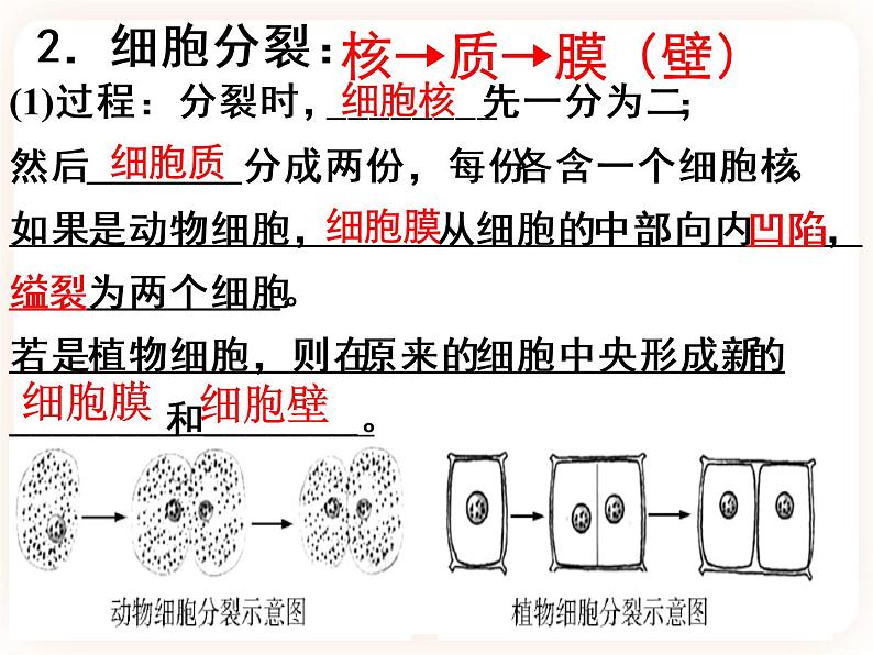 【中考一轮复习】新课标中考生物人教版课件：专题3《细胞怎样构成生物体》第6页