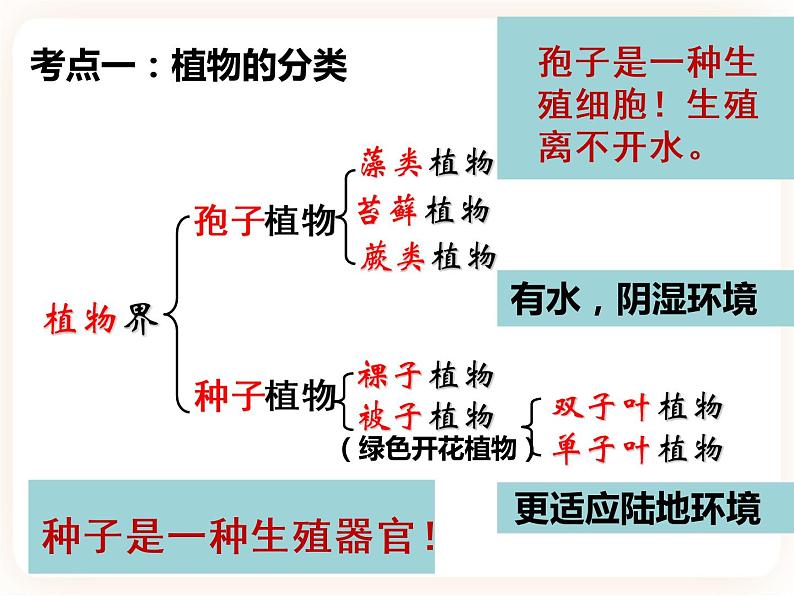 【中考一轮复习】新课标中考生物人教版课件：专题4《生物圈中有哪些绿色植物》03