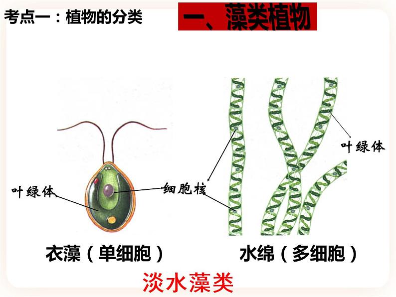 【中考一轮复习】新课标中考生物人教版课件：专题4《生物圈中有哪些绿色植物》04