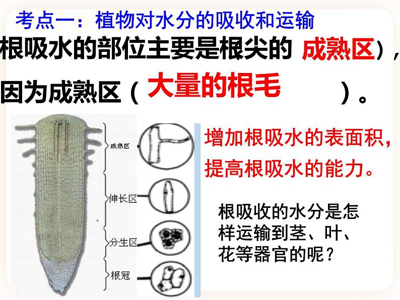 【中考一轮复习】新课标中考生物人教版课件：专题6《绿色植物与生物圈的水循环》第3页