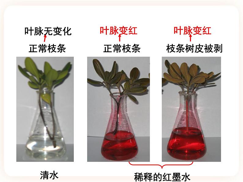 【中考一轮复习】新课标中考生物人教版课件：专题6《绿色植物与生物圈的水循环》第4页