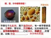 【中考一轮复习】新课标中考生物人教版课件：专题6《绿色植物与生物圈的水循环》