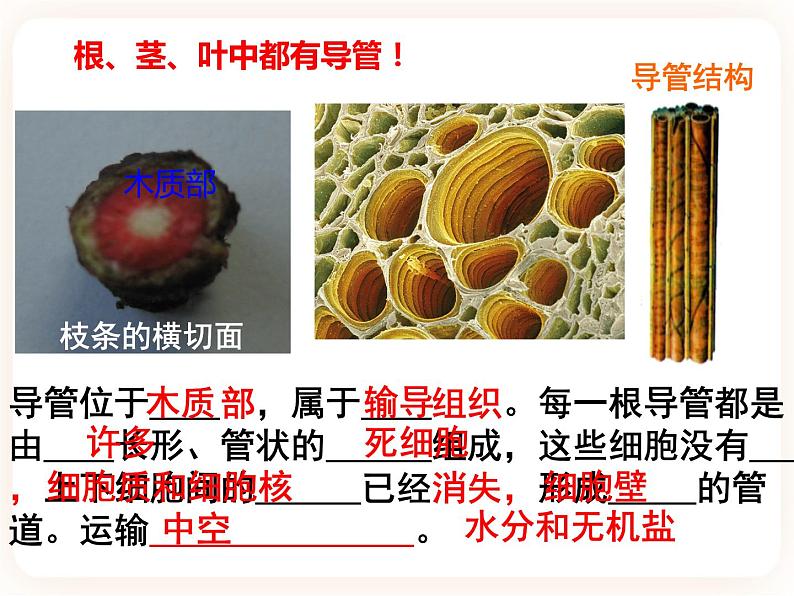 【中考一轮复习】新课标中考生物人教版课件：专题6《绿色植物与生物圈的水循环》第5页