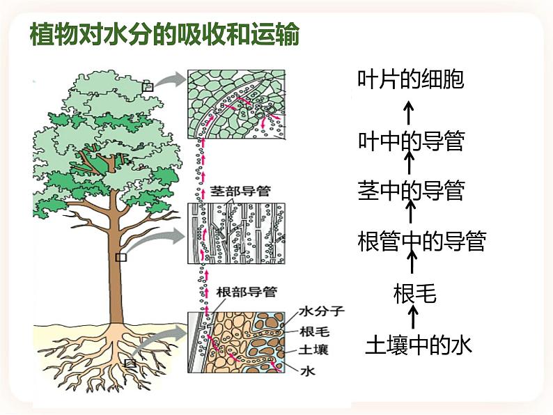 【中考一轮复习】新课标中考生物人教版课件：专题6《绿色植物与生物圈的水循环》第6页