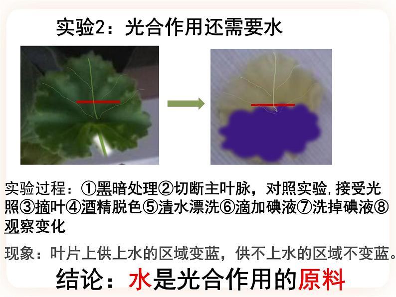 【中考一轮复习】新课标中考生物人教版课件：专题7《光合作用》第8页