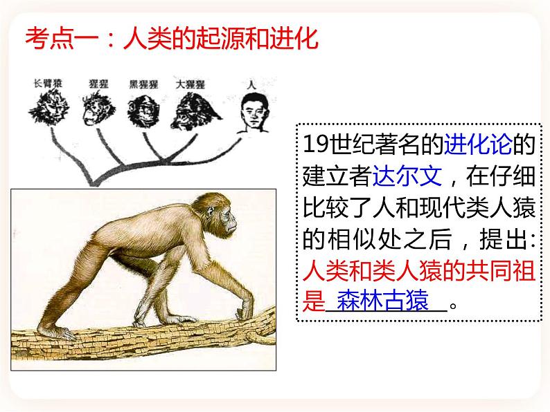 【中考一轮复习】新课标中考生物人教版课件：专题9《人的由来》第3页