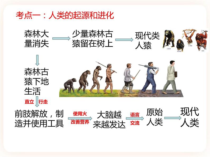 【中考一轮复习】新课标中考生物人教版课件：专题9《人的由来》第4页