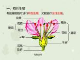 7.1.1植物的生殖（教学课件）-2022-2023学年初中生物人教版八年级下册