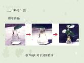 人教版生物八下 7.1.1植物的生殖 【课件】