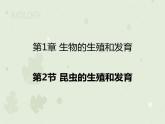 人教版生物八下 7.1.2昆虫的生殖和发育 【课件】