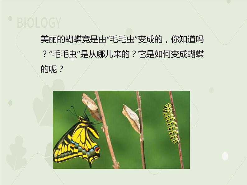 7.1.2昆虫的生殖和发育（教学课件）--2022-2023学年初中生物人教版八年级下册第2页